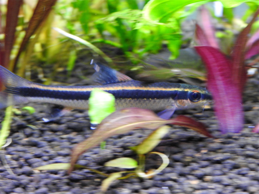 f:id:PUJIMO:20210113232811j:image