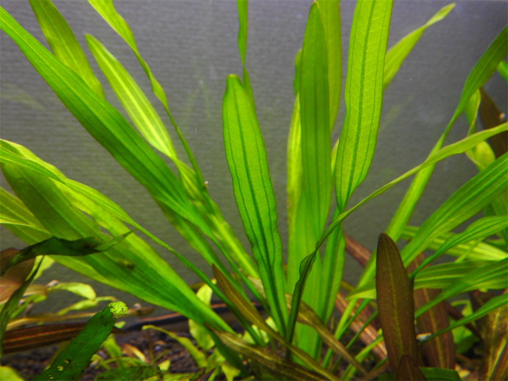 f:id:PUJIMO:20210114225023j:image