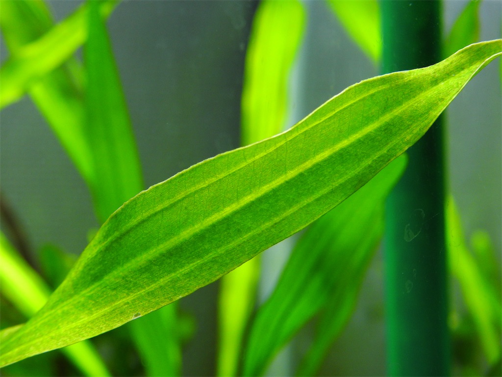 f:id:PUJIMO:20210114225750j:image