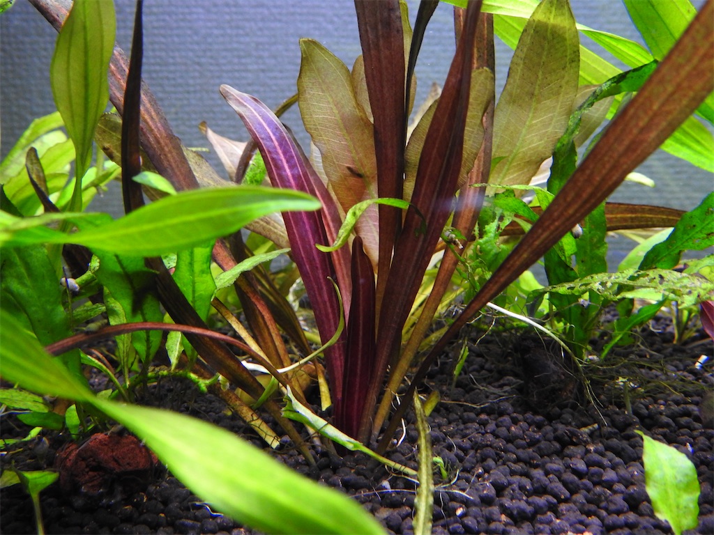 f:id:PUJIMO:20210114230026j:image