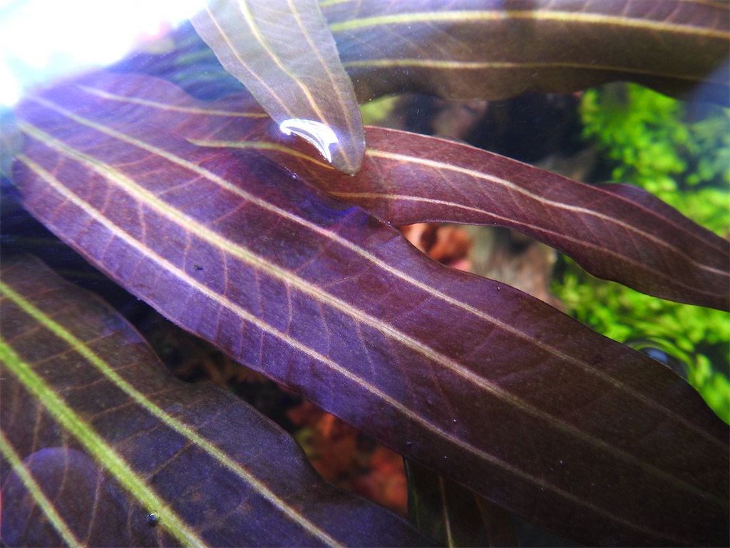 f:id:PUJIMO:20210114231749j:image