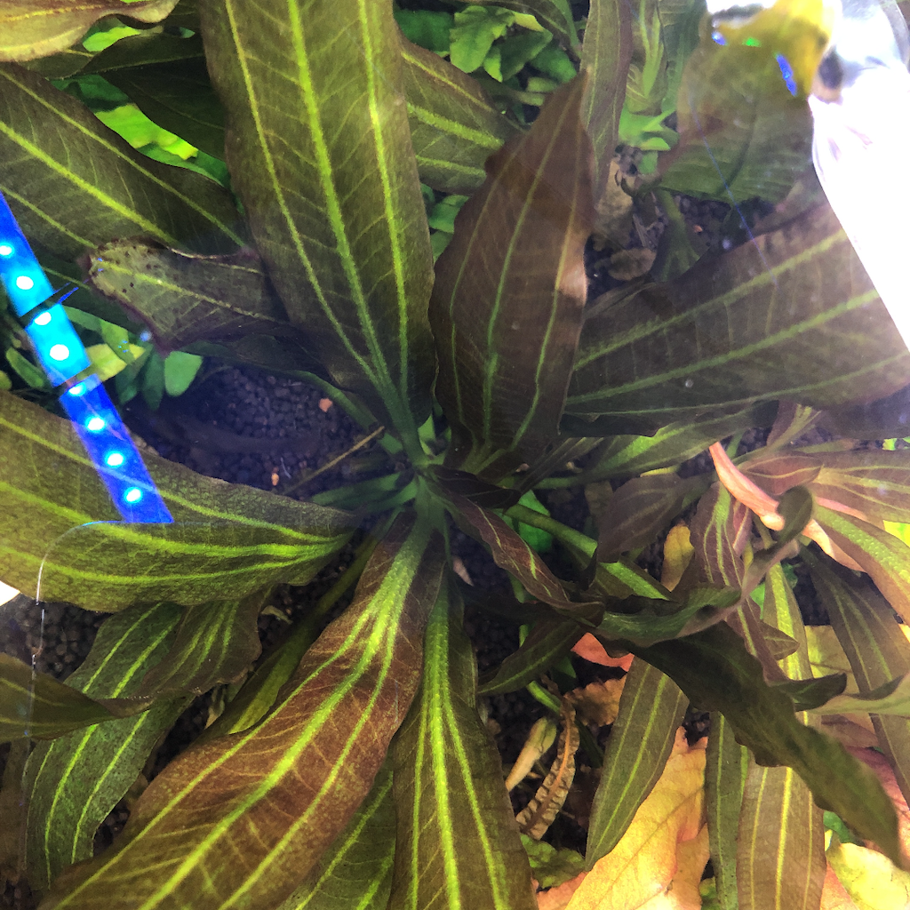 f:id:PUJIMO:20210114232350p:image