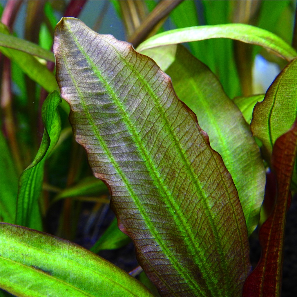 f:id:PUJIMO:20210114232443j:image