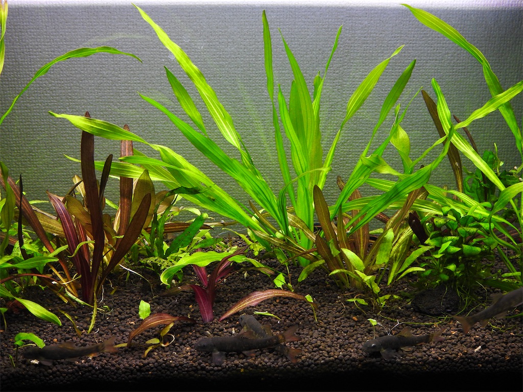 f:id:PUJIMO:20210114233354j:image