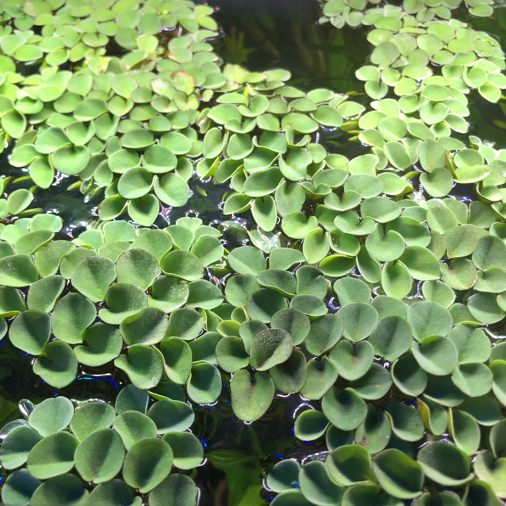 f:id:PUJIMO:20210114233522p:image