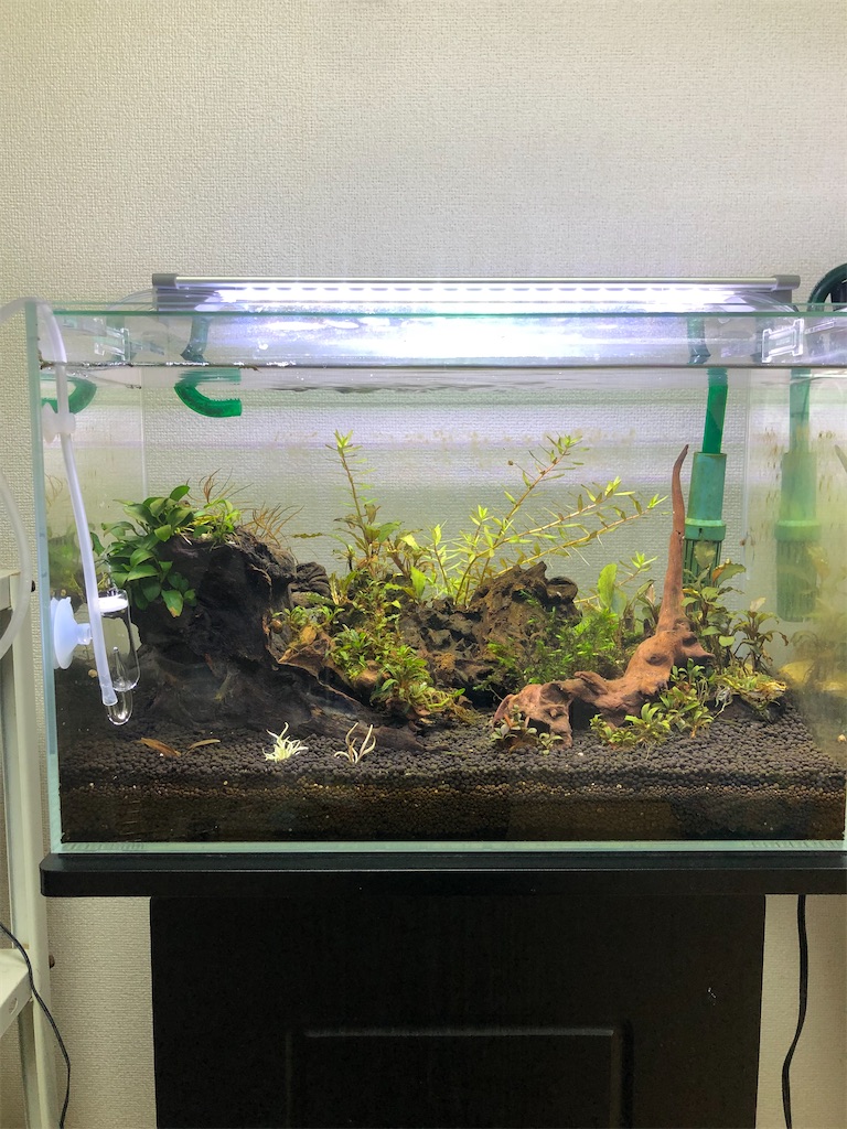 f:id:PUJIMO:20210116002125j:image