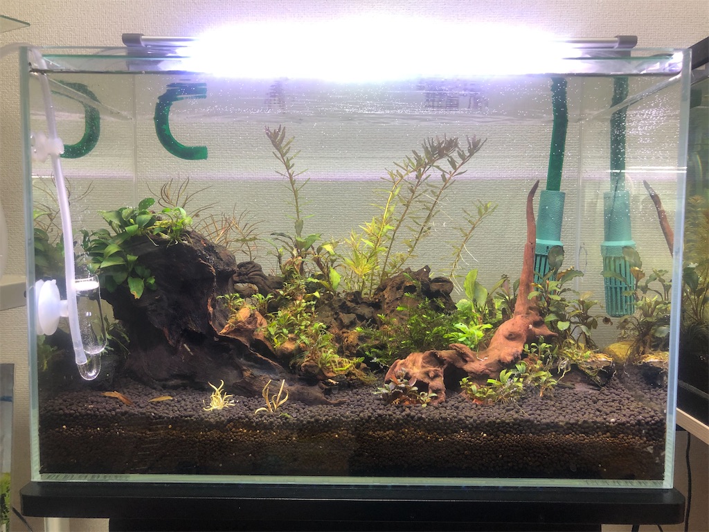 f:id:PUJIMO:20210116002529j:image