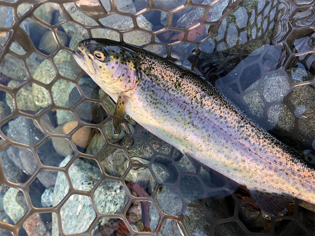 f:id:PUJIMO:20210118213828j:image