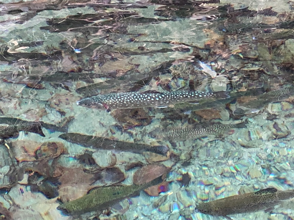 f:id:PUJIMO:20210118222047j:image