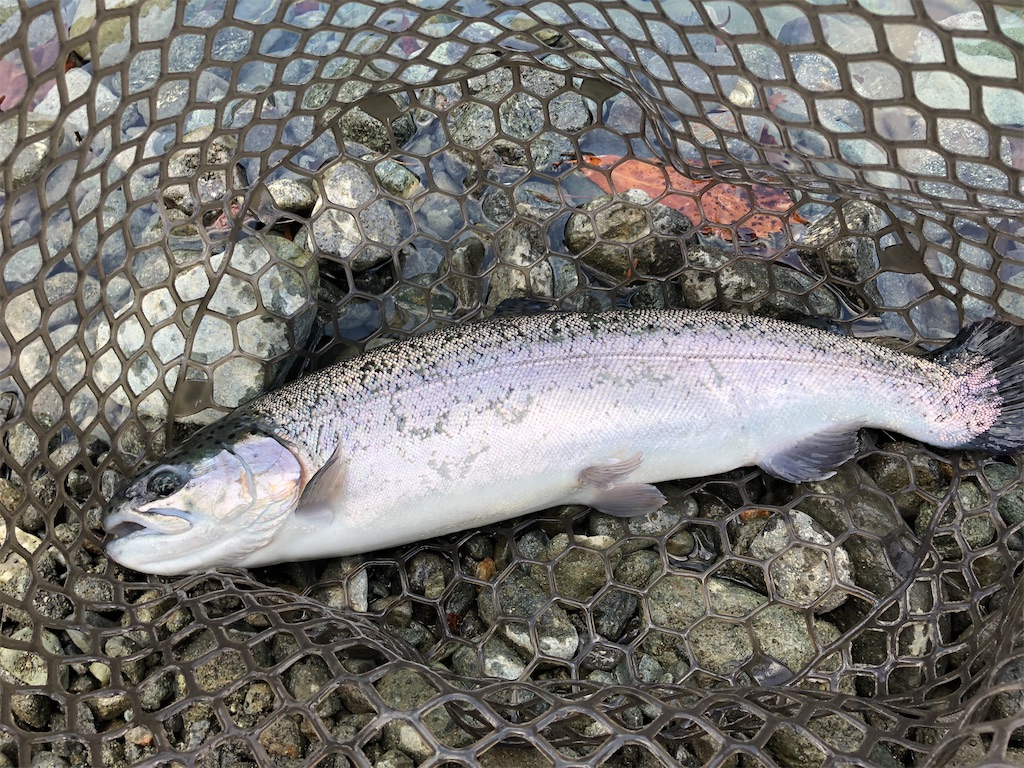 f:id:PUJIMO:20210118224123j:image