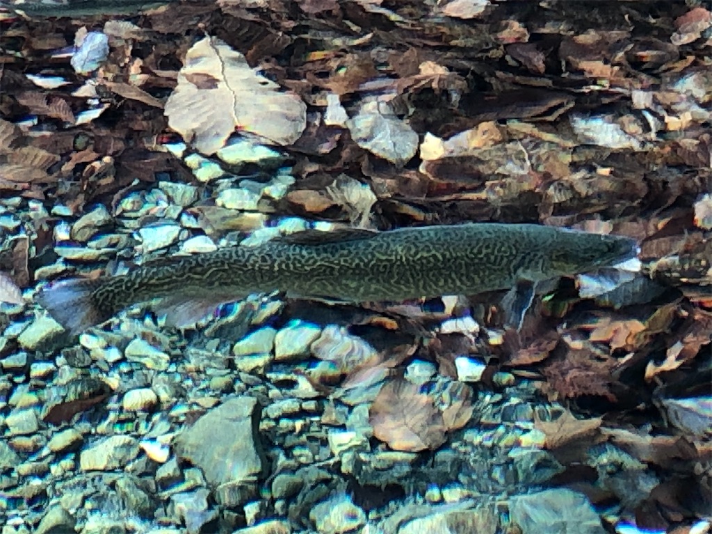 f:id:PUJIMO:20210118224459j:image