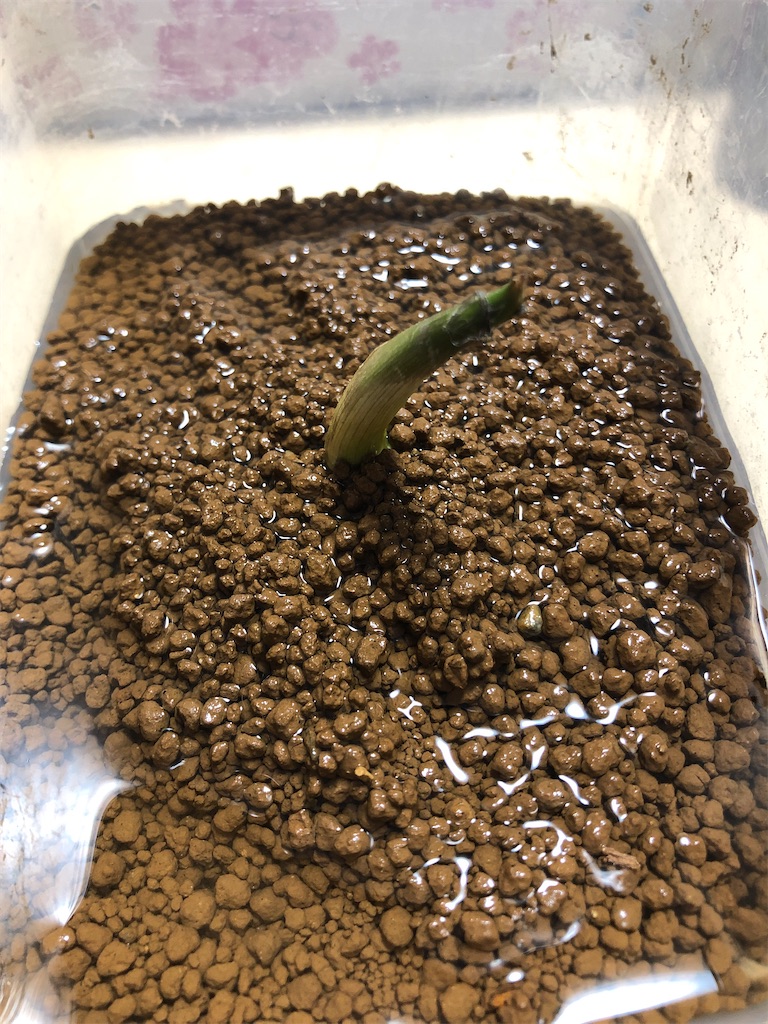 f:id:PUJIMO:20210121231504j:image