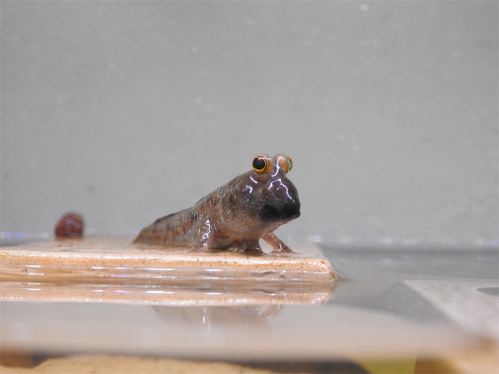 f:id:PUJIMO:20210131001742j:image f:id:PUJIMO:20210131001742j:image