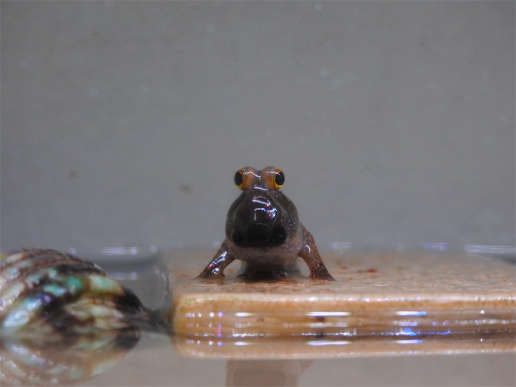 f:id:PUJIMO:20210131001746j:image f:id:PUJIMO:20210131001746j:image