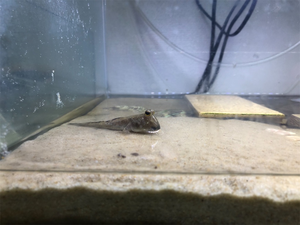 f:id:PUJIMO:20210131002455j:image f:id:PUJIMO:20210131002455j:image