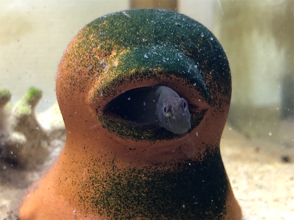 f:id:PUJIMO:20210131002823j:image f:id:PUJIMO:20210131002823j:image