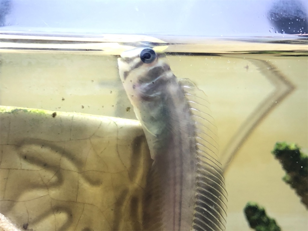 f:id:PUJIMO:20210131003623j:image f:id:PUJIMO:20210131003623j:image