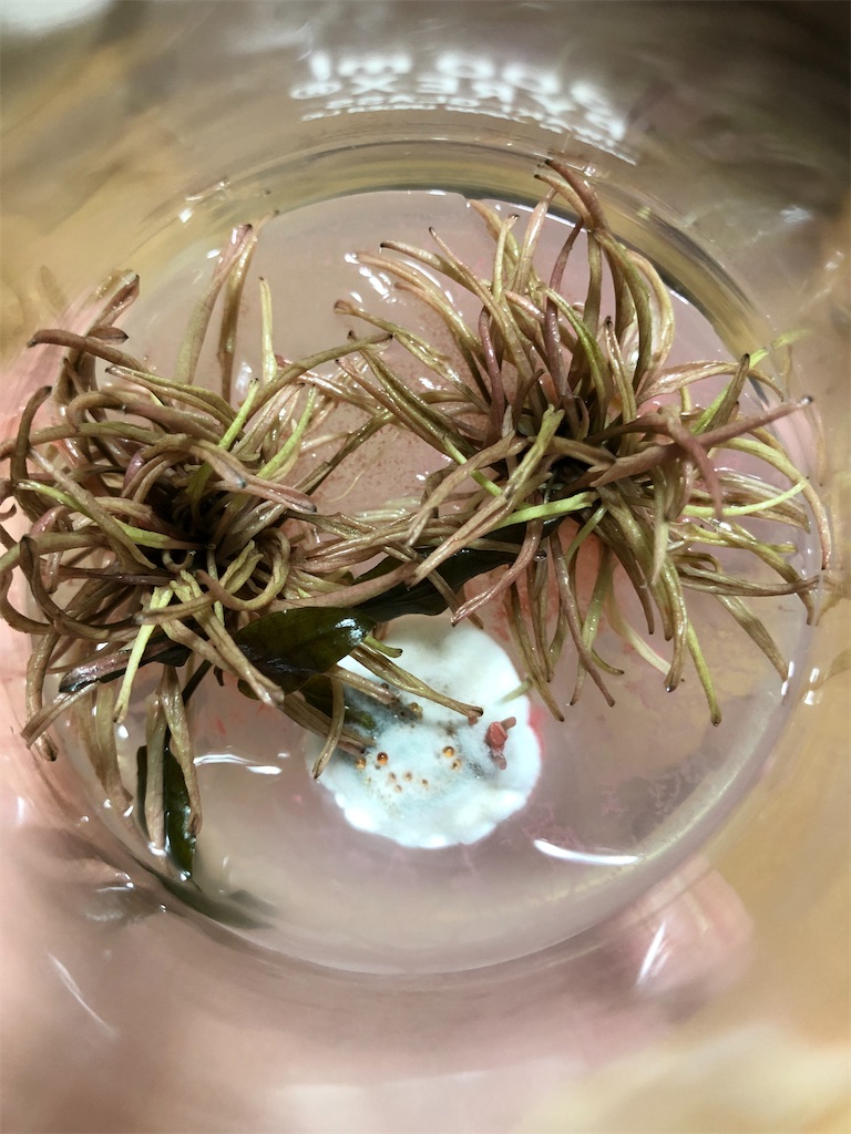 f:id:PUJIMO:20210202234032j:image