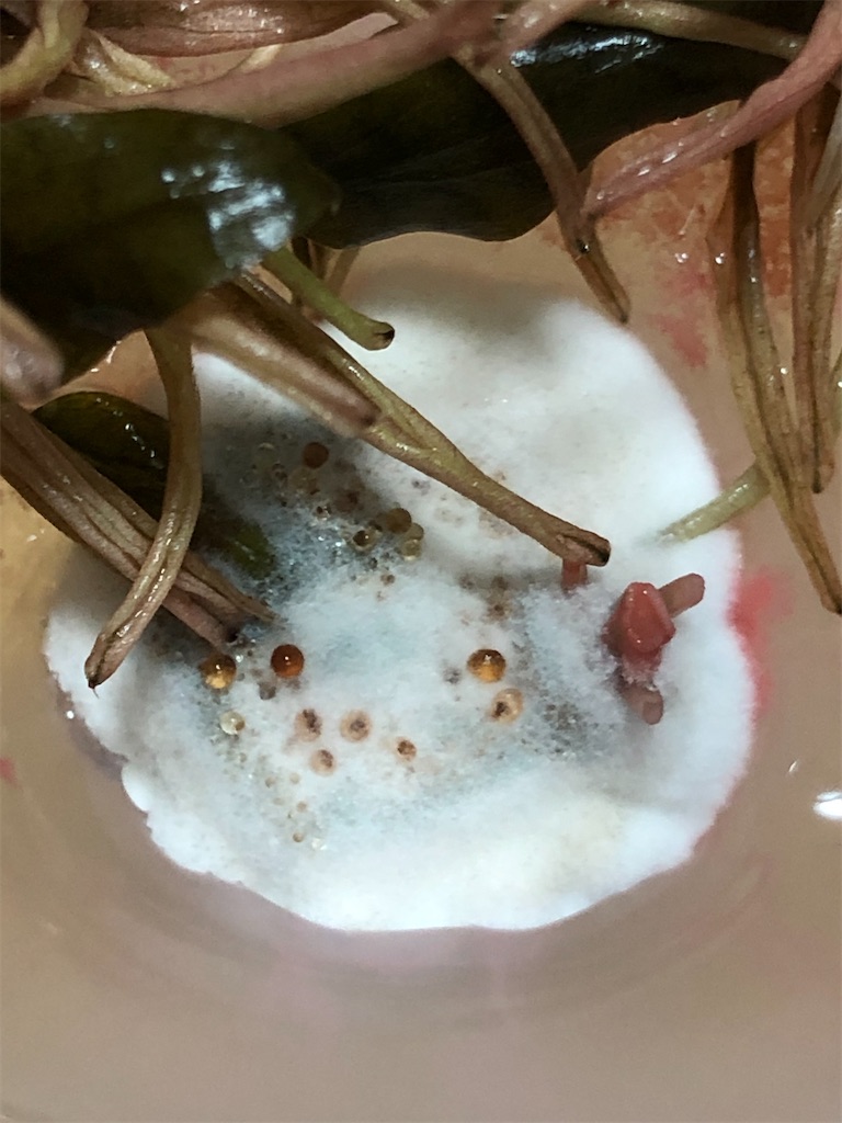 f:id:PUJIMO:20210202234106j:image