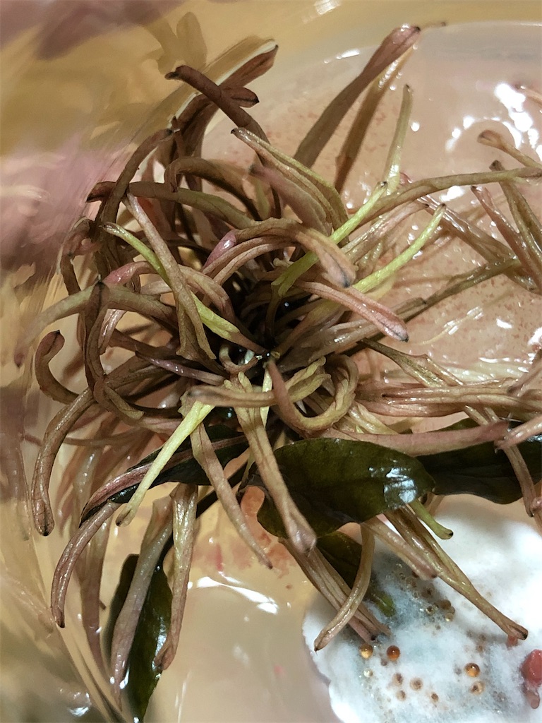 f:id:PUJIMO:20210202234211j:image