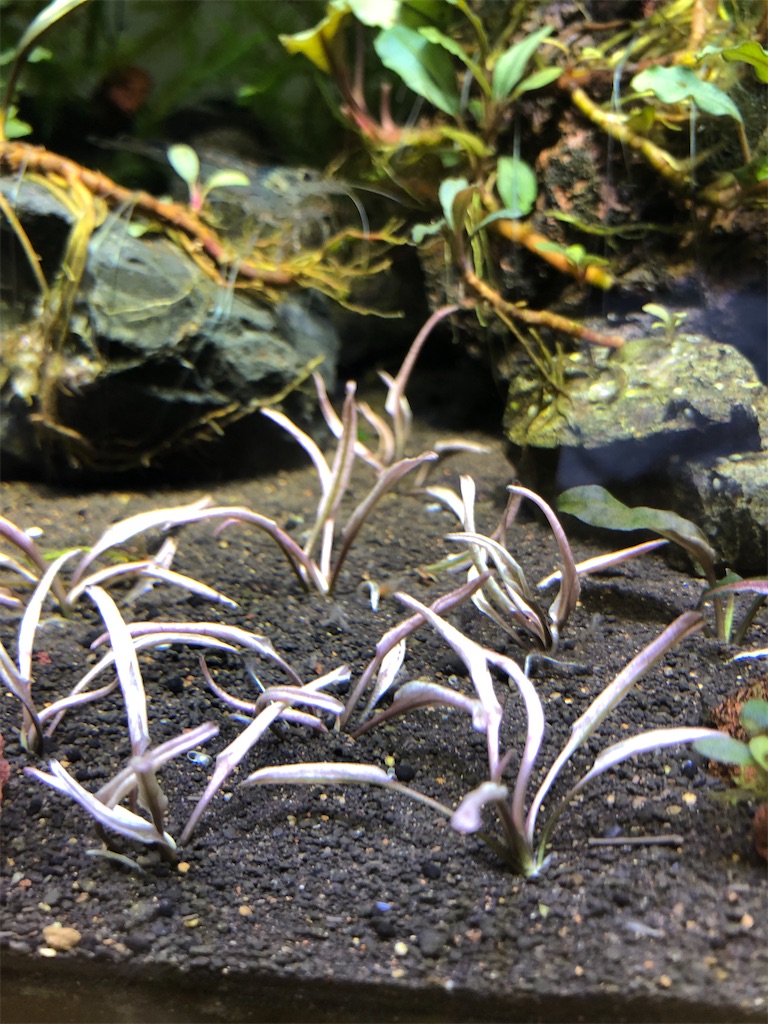 f:id:PUJIMO:20210202234501j:image