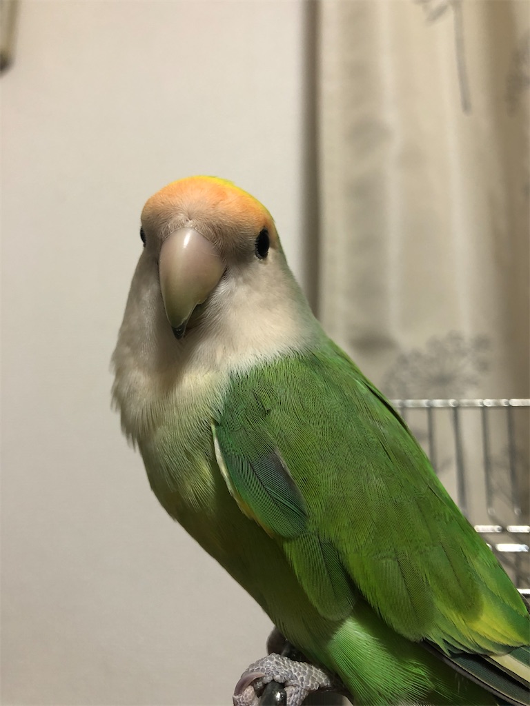 f:id:PUJIMO:20210202234909j:image