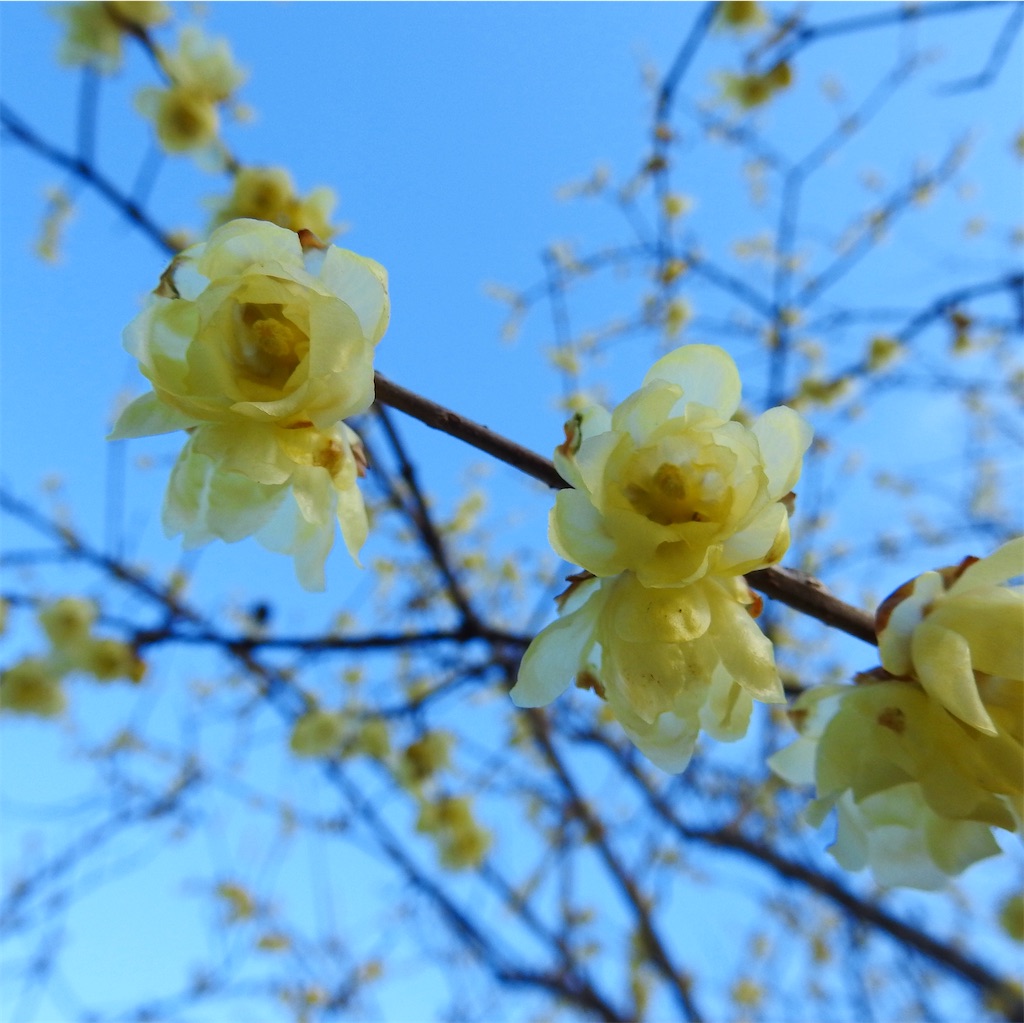 f:id:PUJIMO:20210208182616j:image