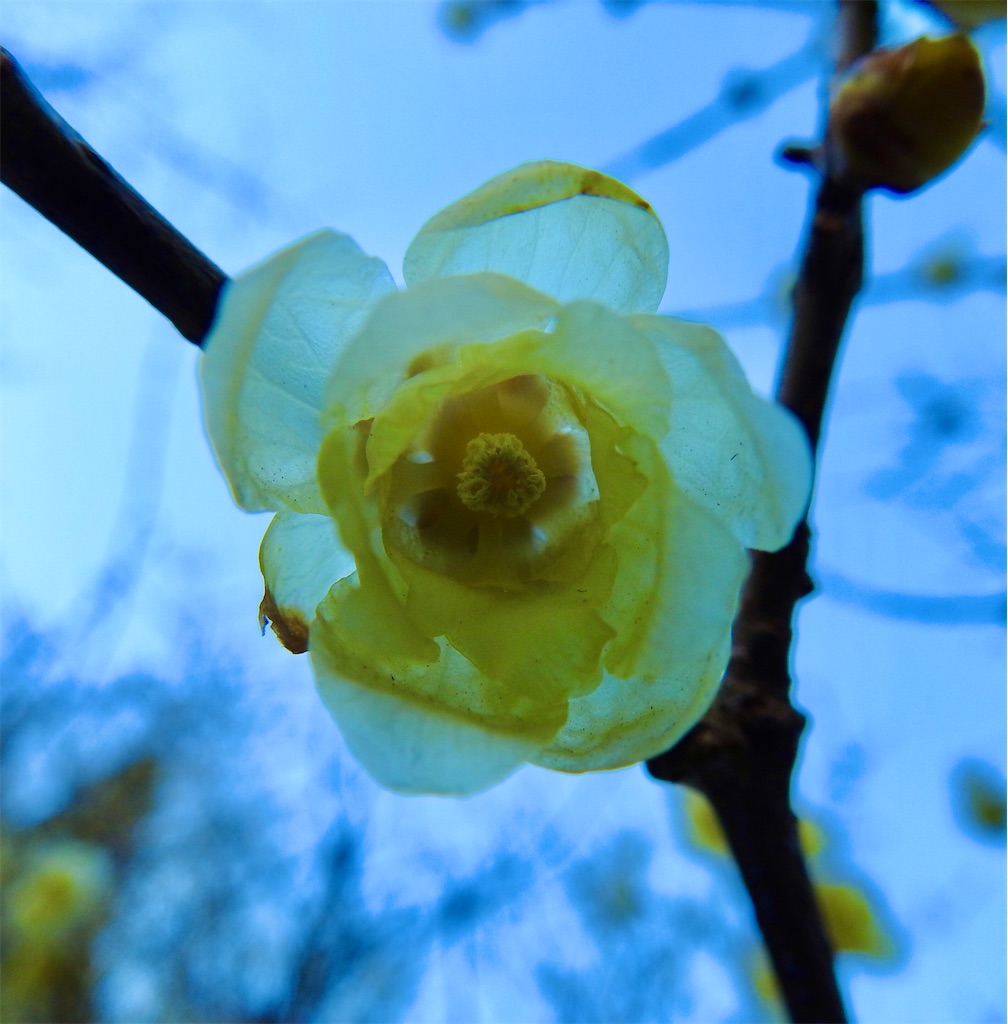 f:id:PUJIMO:20210208183634j:image