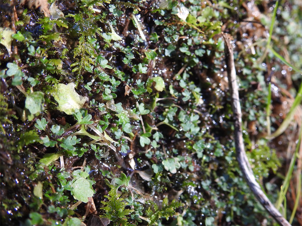 f:id:PUJIMO:20210212204023j:image