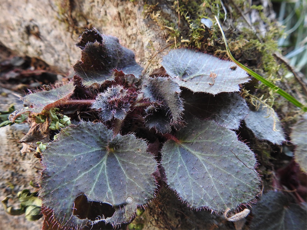 f:id:PUJIMO:20210212205638j:image