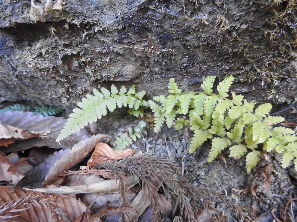 f:id:PUJIMO:20210212205904j:image