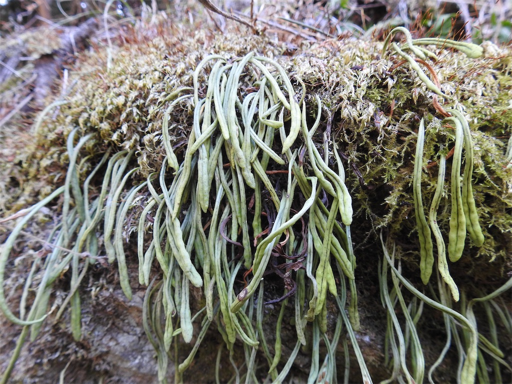 f:id:PUJIMO:20210212210112j:image