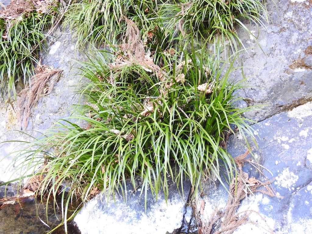 f:id:PUJIMO:20210212210305j:image