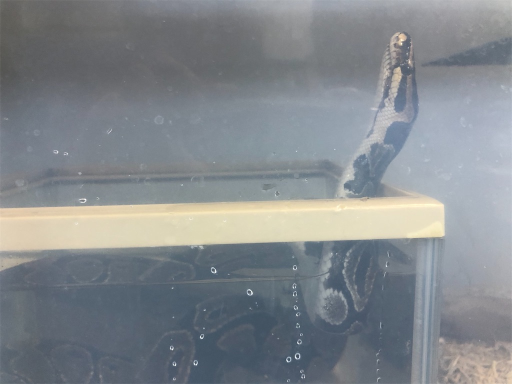 f:id:PUJIMO:20210217224459j:image