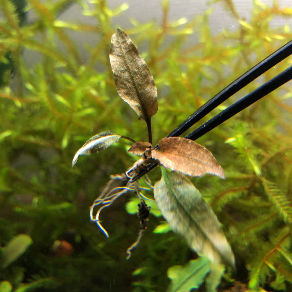 f:id:PUJIMO:20210217224622p:image