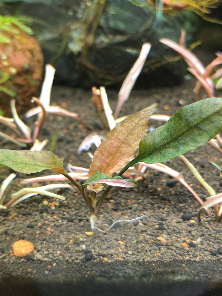 f:id:PUJIMO:20210217224702j:image