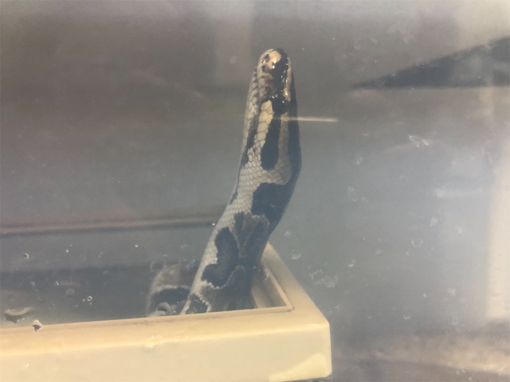 f:id:PUJIMO:20210217224753j:image