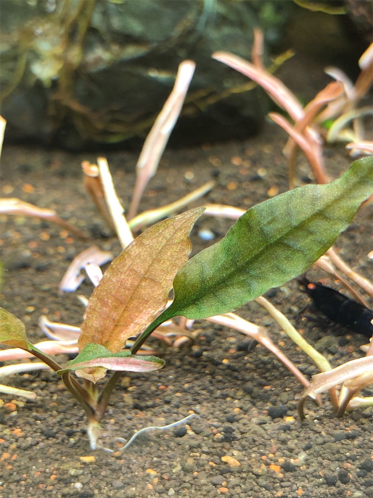 f:id:PUJIMO:20210217225521j:image