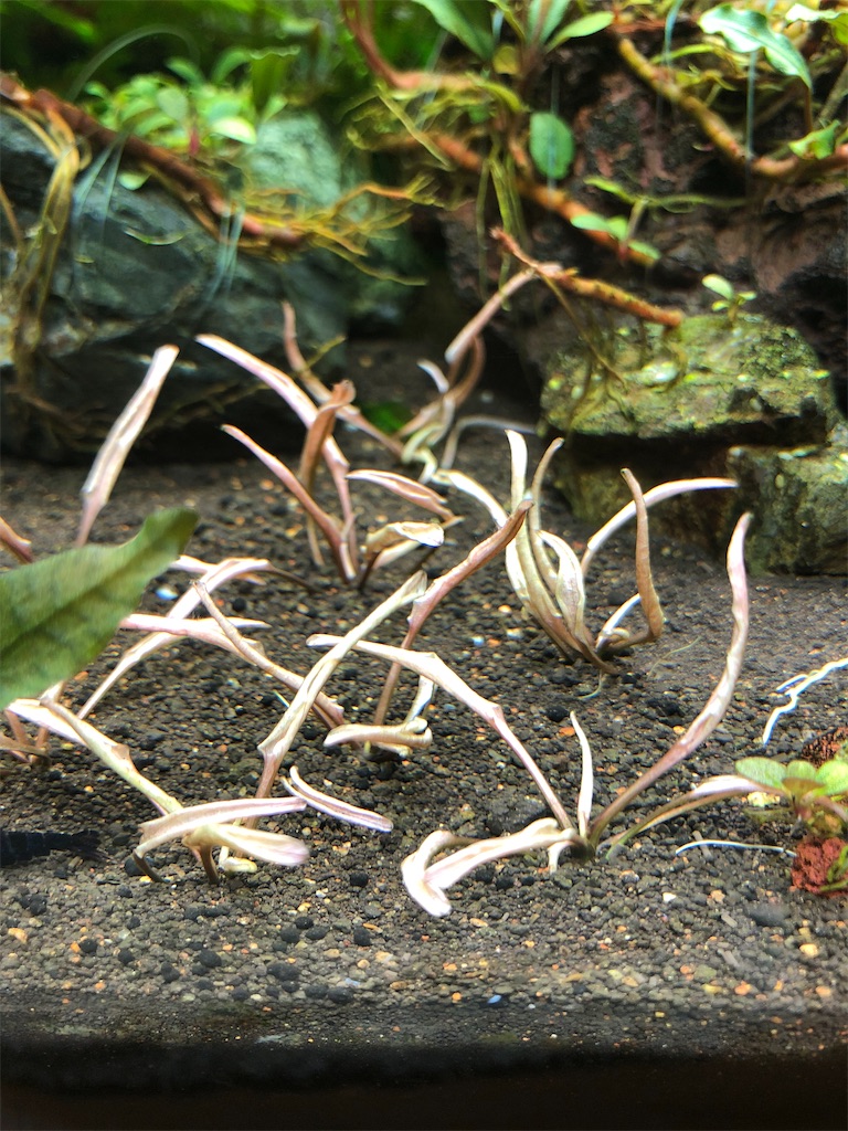 f:id:PUJIMO:20210217225952j:image