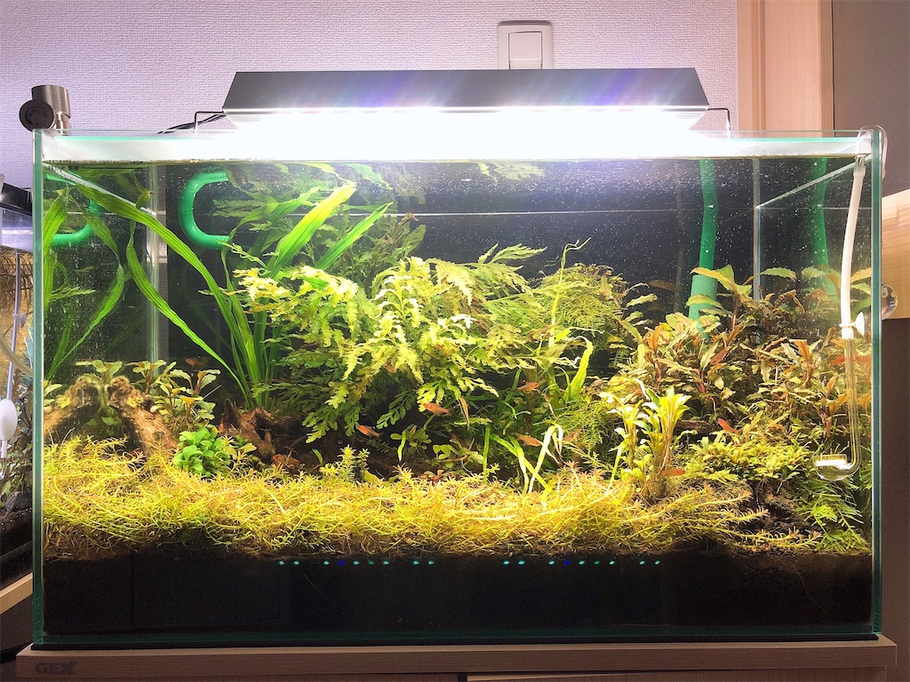 f:id:PUJIMO:20210219002635j:image