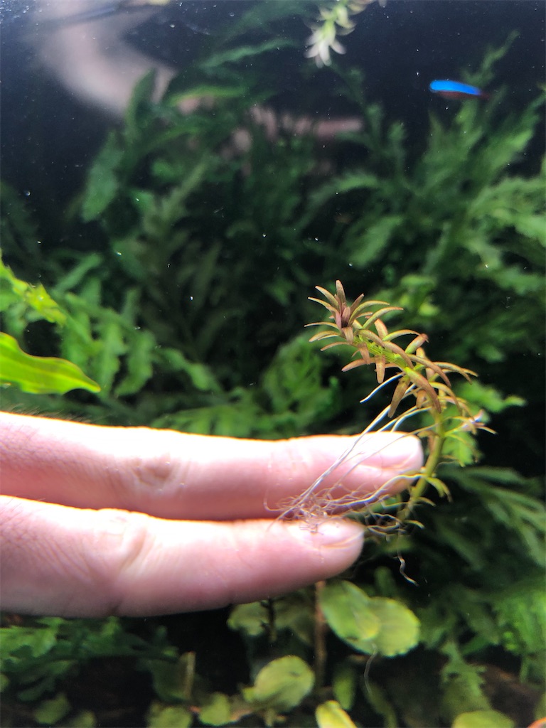 f:id:PUJIMO:20210219002659j:image