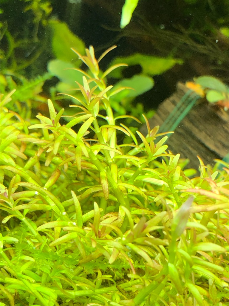 f:id:PUJIMO:20210219004010j:image