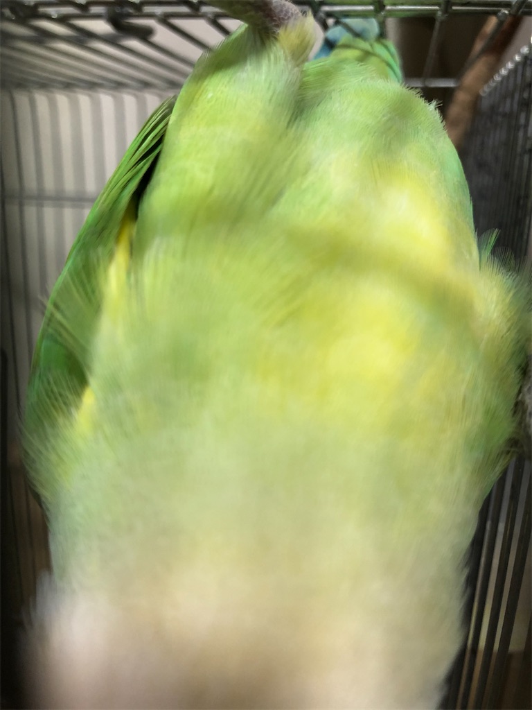 f:id:PUJIMO:20210224232132j:image