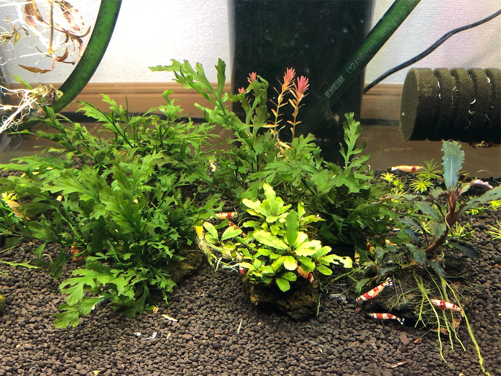 f:id:PUJIMO:20210224232551j:image