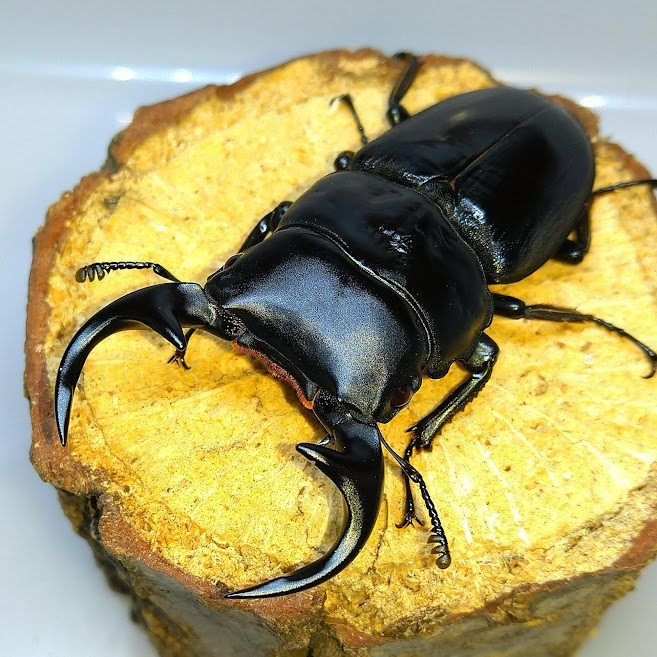 もとおのクワガタ写真館】Dorcus編 - きれいで簡単にふえるやつがすき