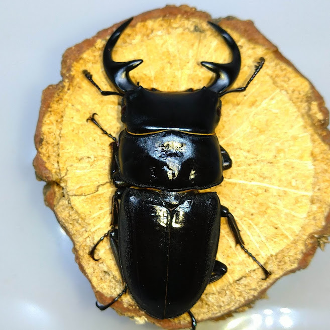 もとおのクワガタ写真館】Dorcus編 - きれいで簡単にふえるやつがすき