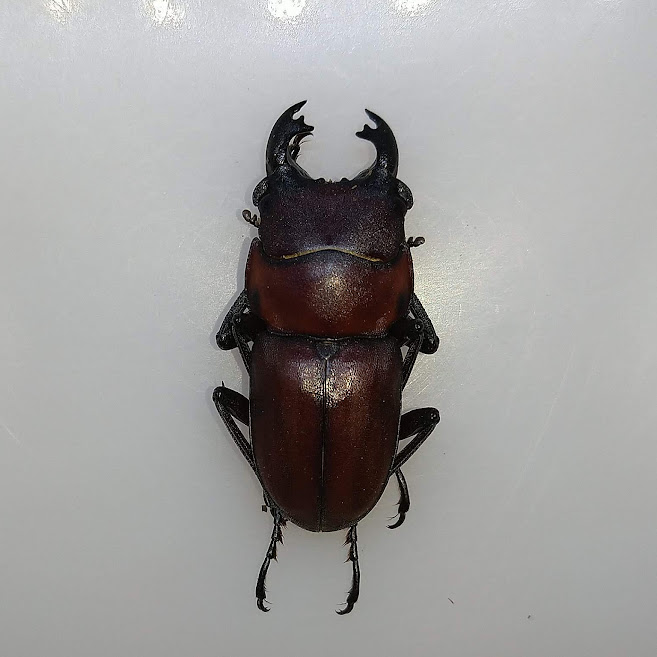 プリンシペ産　ドウネスノコギリクワガタ　62mm プリンシペ産ドウネスノコギリクワガタ62mm