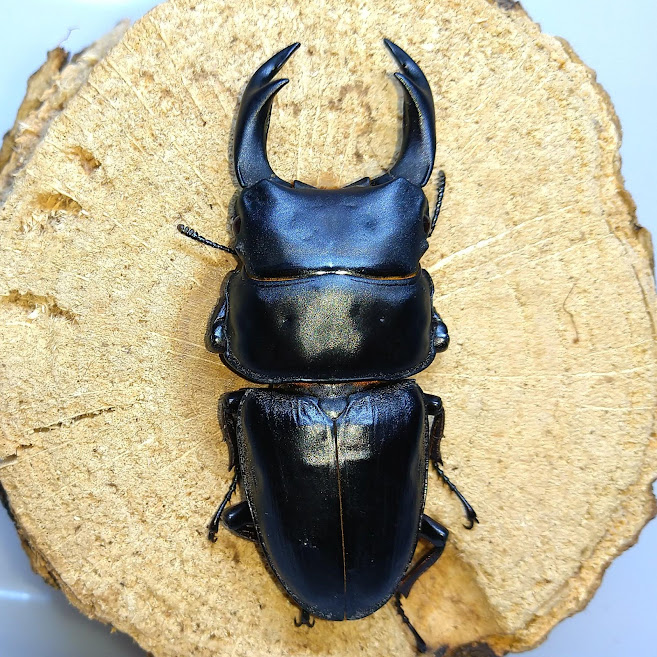 もとおのクワガタ写真館】Dorcus編 - きれいで簡単にふえるやつがすき