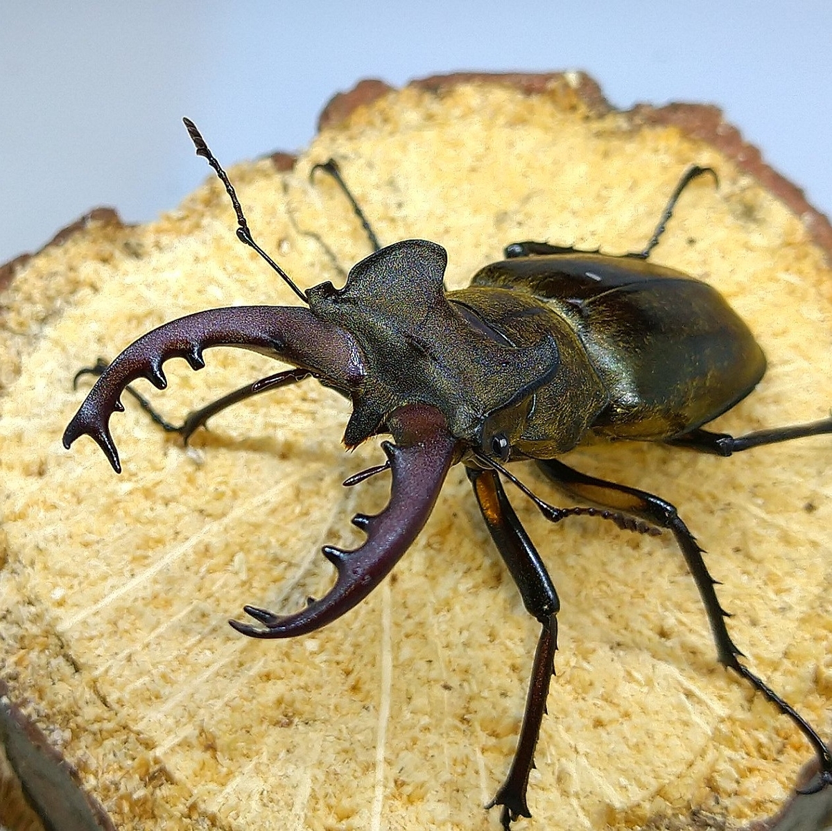 もとおのクワガタ写真館】その他クワガタ編 - きれいで簡単に