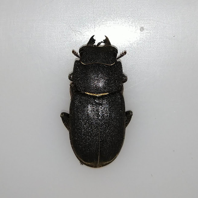 最終値下げ ヤマトサビクワガタ２♂♂１♀（規制前野外採集品） 最終値下げ ヤマトサビクワガタ2♂♂1♀（規制前野外採集品）
